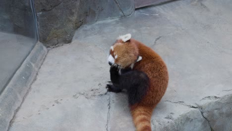 el adorable panda rojo en el zoológico