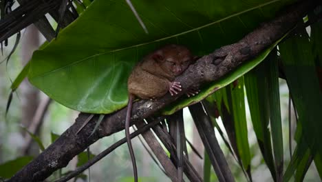 tarsier hugs tall branch nestled under large tropical waxy green leaf in forest