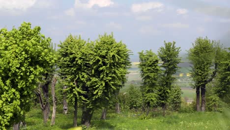 Green-young-trees-in-countryside.-Wind-slightly-shakes-leaves-on-tree