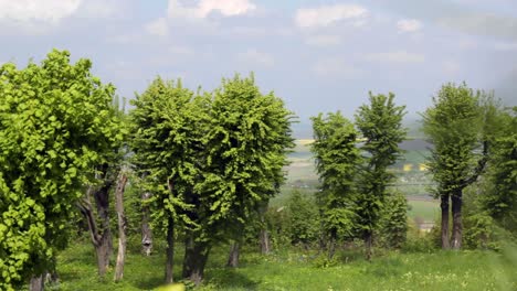 árboles jóvenes verdes en el campo. el viento sacude ligeramente las hojas en el árbol