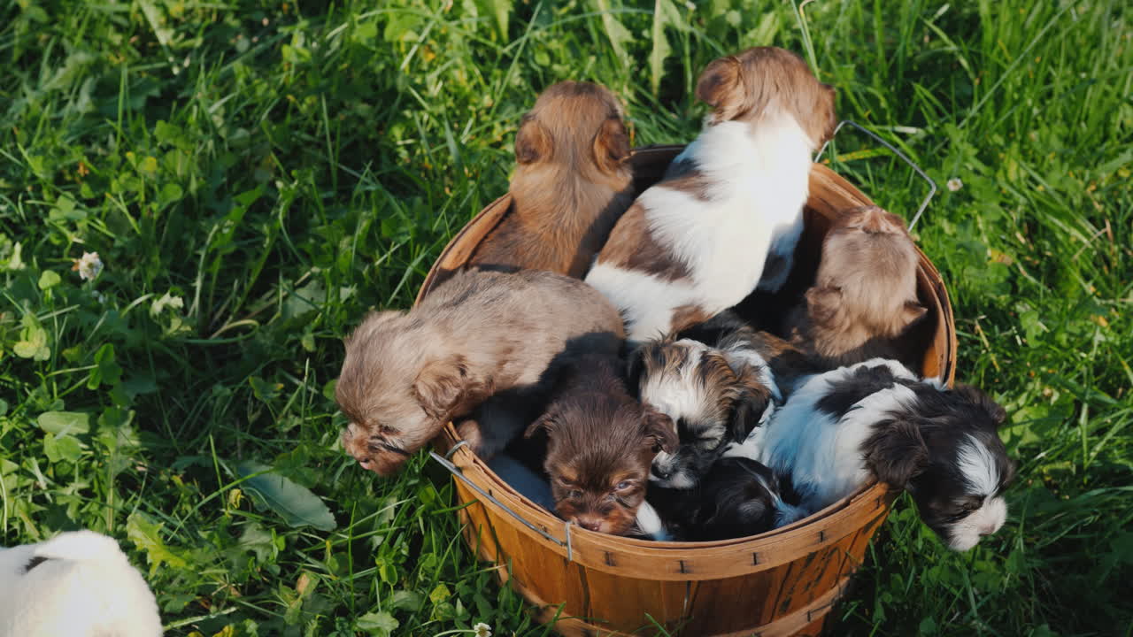 canasta de felicidad - cachorritos en un exuberante césped verde