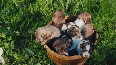 Basket-Of-Happiness---Little-Puppies-On-A-Lush-Green-Lawn
