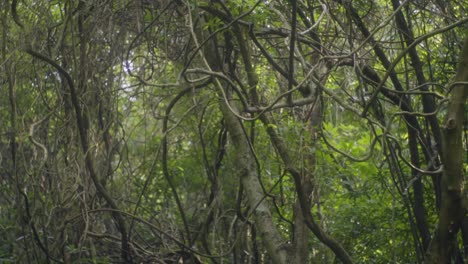 Tilt-up-shot-of-the-Taiwanese-jungle