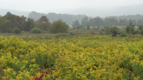 Ein-Feld-Blühender-Goldruten,-Umgeben-Von-Der-Schönheit-Der-Herbstfarben-An-Einem-Nebligen-Herbstmorgen-In-Der-Wildnis