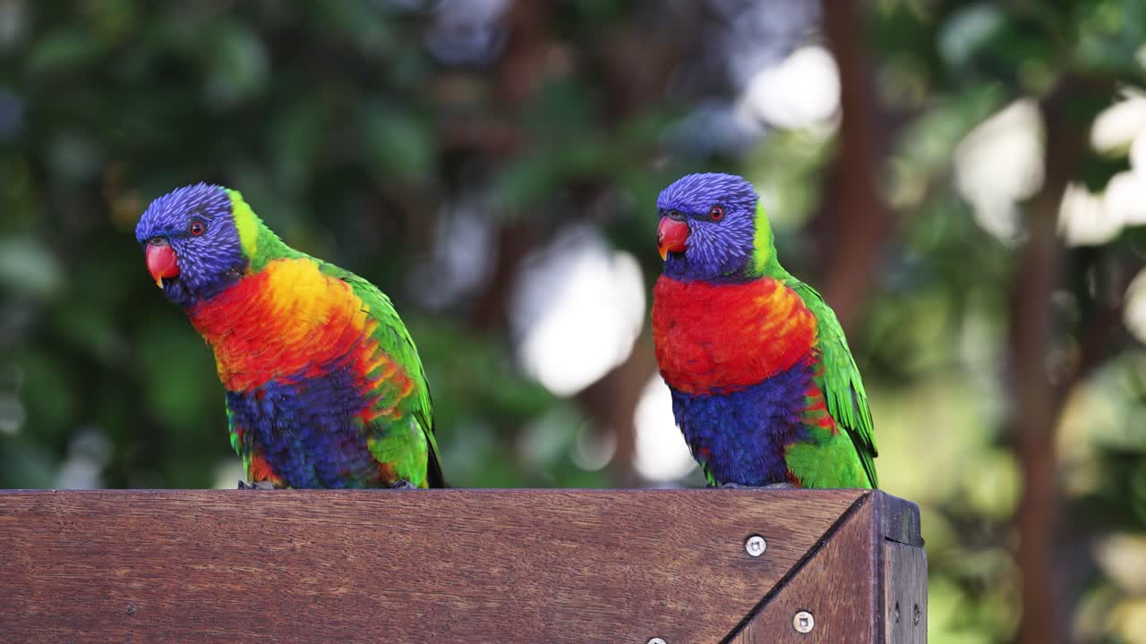 dos lorikeets coloridos interactuando y limpiándose el uno al otro.