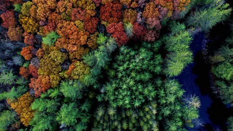 aerial drone video footage of a colorful autumn forest, pond, and pine trees in the appalachian mountains