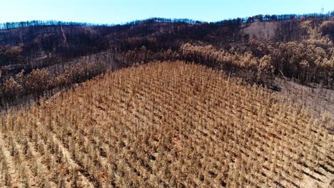 Beschädigter-Wald-Nach-Brand-Aus-Der-Luft