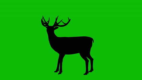 silhouette of a stag, male deer, standing idle on green screen, side view. animal silhouettes, seamless loop 3d animation. you can easily remove the green screen using any video editor.