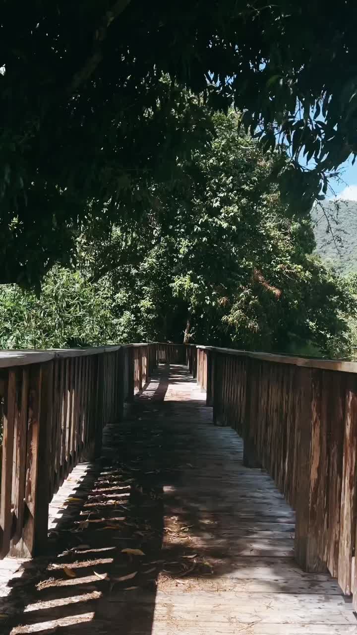 Caminho de Madeira em Floresta Exuberante