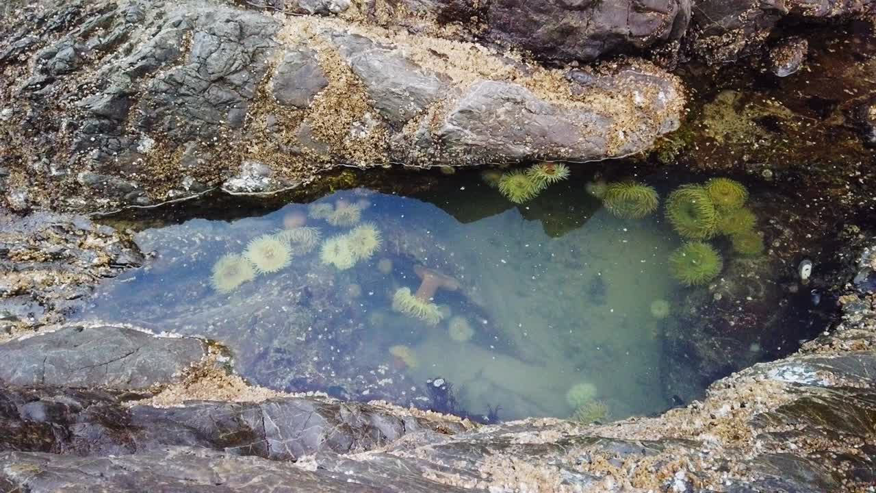 Tidevandspøl med søanemoner