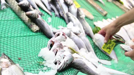 fresh sea fish on the counter of the fish store 3