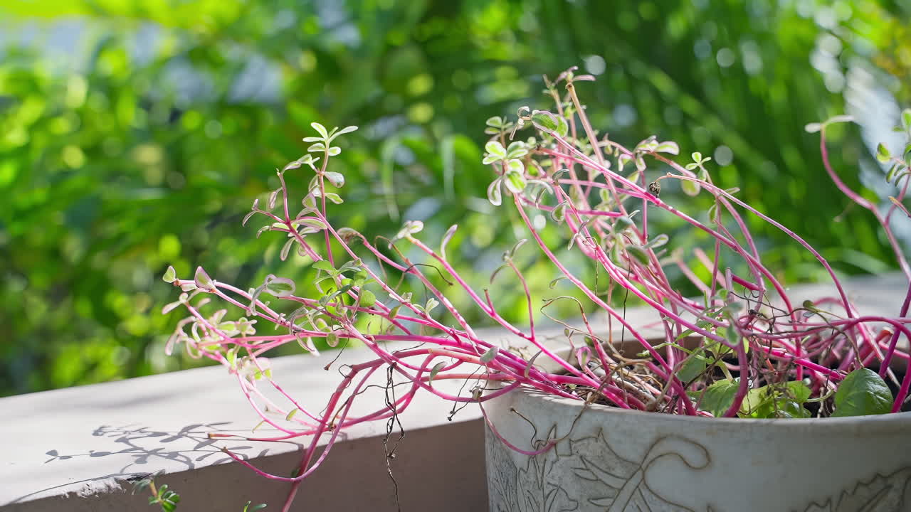 밝은 날에 빛을 얻기 위해 손을 는 비 식물의 클로즈업