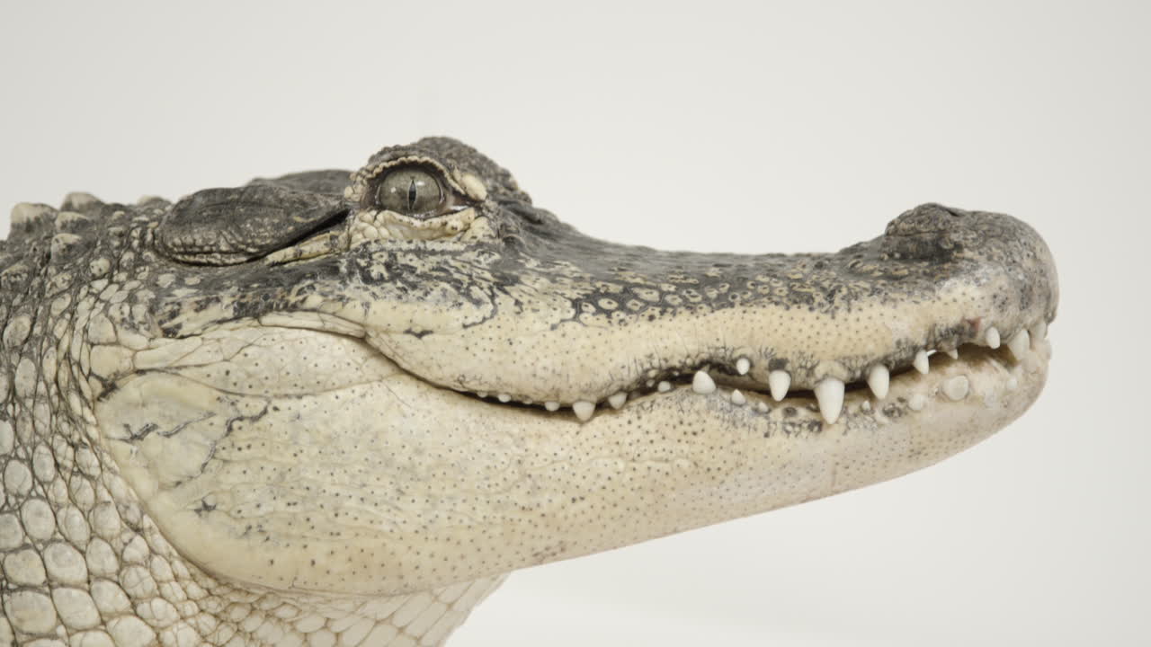 incline hacia abajo al perfil lateral del caimán americano en blanco