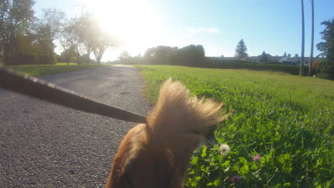 Cute-and-small-dog-on-a-leash-running-down-a-pavement-trail-with-grass-on-either-side-on-a-sunny-day-in-summer