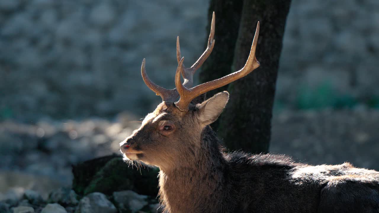 disparo en cámara lenta de un ciervo rojo mirando alrededor en el bosque en francia