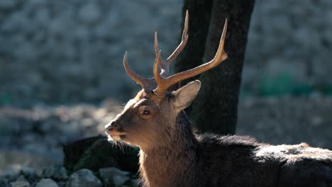 Zeitlupenaufnahme-Eines-Rothirschbocks,-Der-Sich-Im-Wald-In-Frankreich-Umschaut