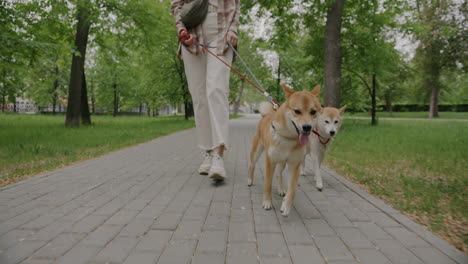 woman walking two shiba inus in a park
