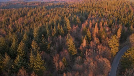 a narrow road leading through a vast, secluded forest landscape at sunset