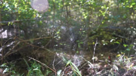 Intricate-Spider-Web-Glistening-in-The-Sunlight