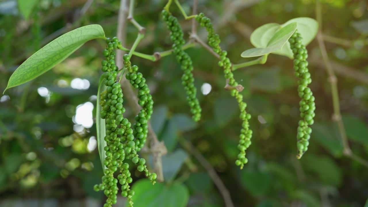 pimienta verde en el jardín del árbol de la pimienta, planta de pimienta negra fresca en el jardin.