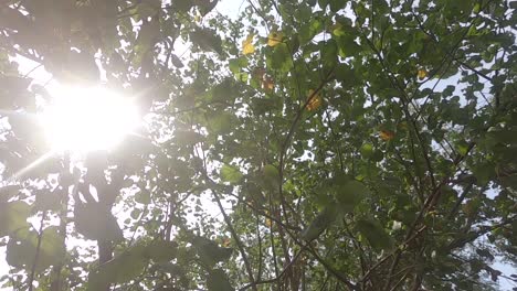 mirar hacia los árboles en el bosque con la suave luz del sol brillando a través
