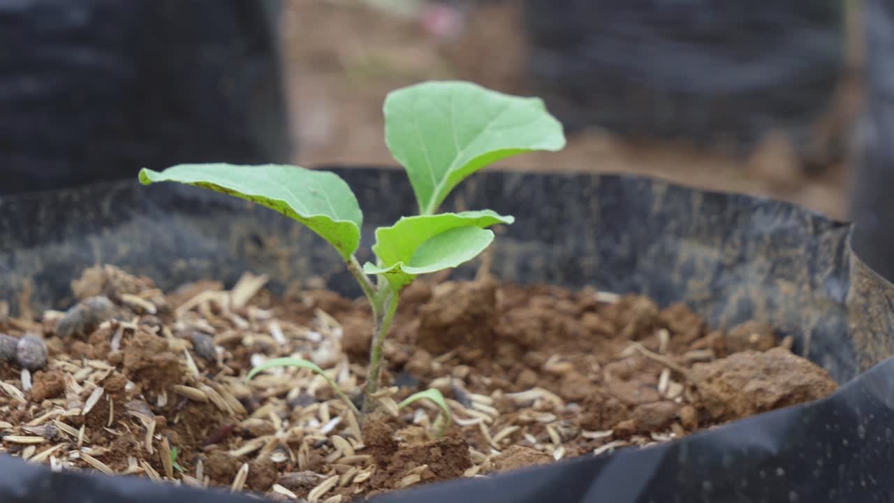 Small Eggplant Seedling Growing in Pot