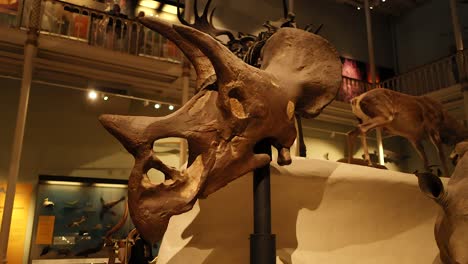 triceratops skull fossil exhibit in edinburgh museum