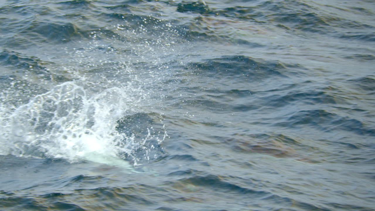 escuela de delfines jugando alegremente y montando en olas
