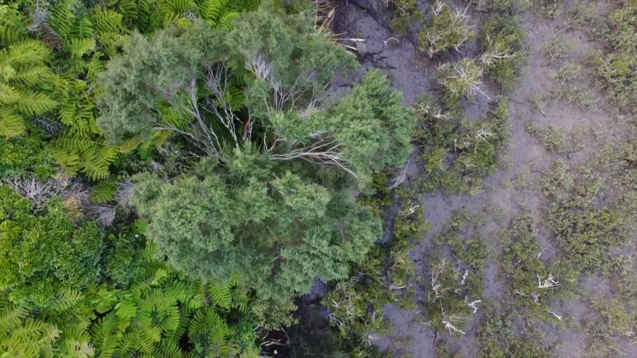 droneshot mostrando humedales y bosques