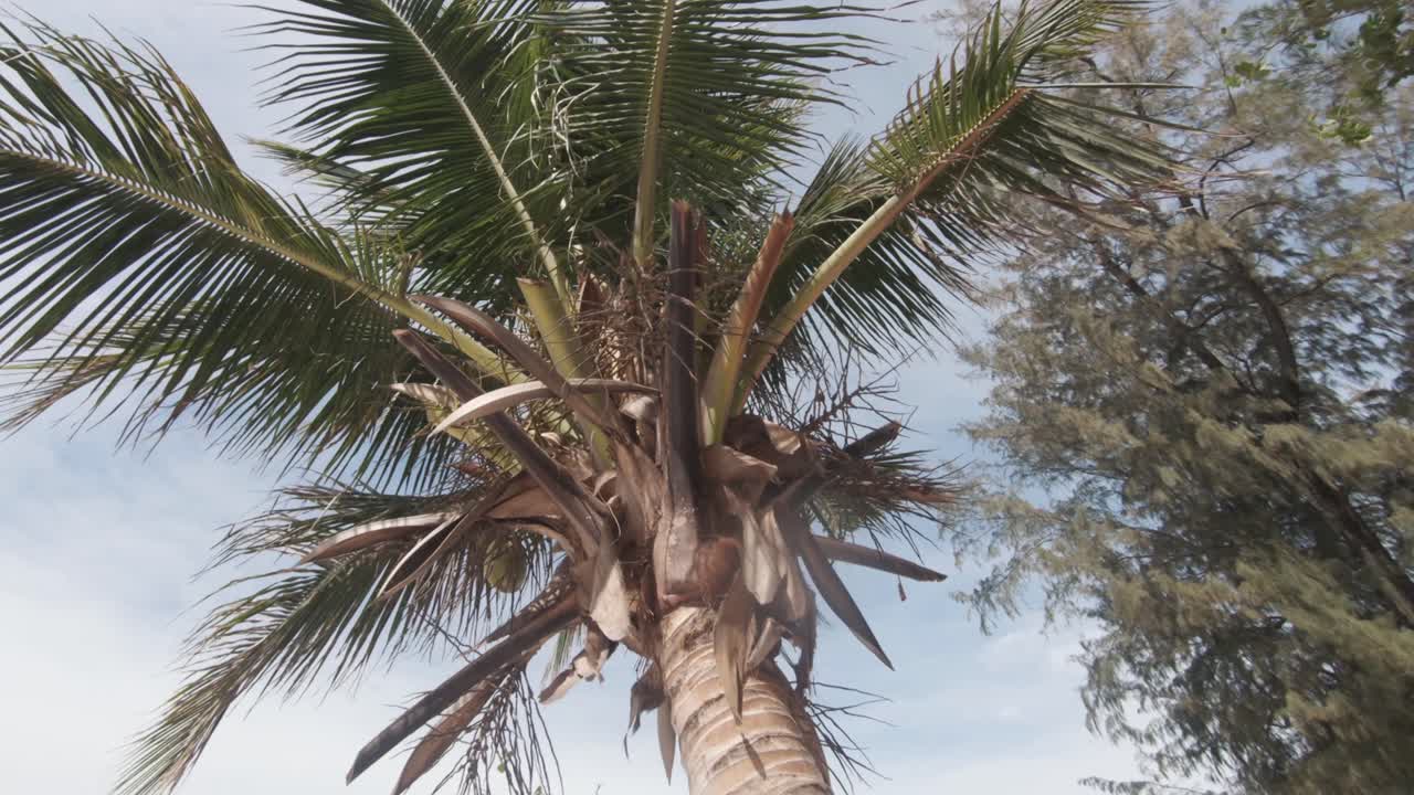 mirando hacia la cima de la palmera en banana beach, koh hey, tailandia - tiro de órbita de ángulo bajo amplio