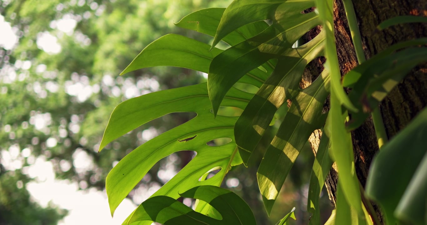 Esplora la vibrante vegetazione di foglie tropicali che mostra la bellezza della natura in un tranquillo ambiente da giardino.