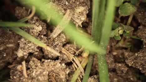 top down view of disturbed fire ant mound - highly magnified section of dirt - grass