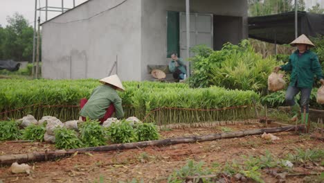 vietnamese farmers working in a ginger plantation