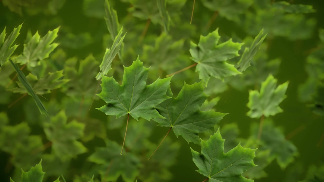 Folhas de Bordo Verdes Vibrantes com Fundo de Floresta Desfocado