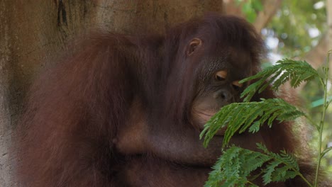 Auténtica-Escena-De-Orangután-Con-Expresión-De-Tristeza-En-La-Cara.