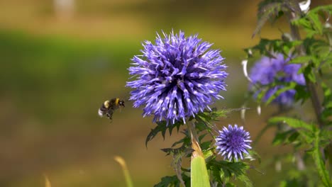 Biene-Fliegt-In-Zeitlupe