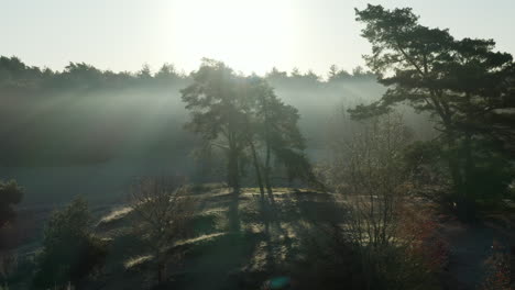 bright sunlight shining over soester dunes and heathland forest in the morning in netherlands