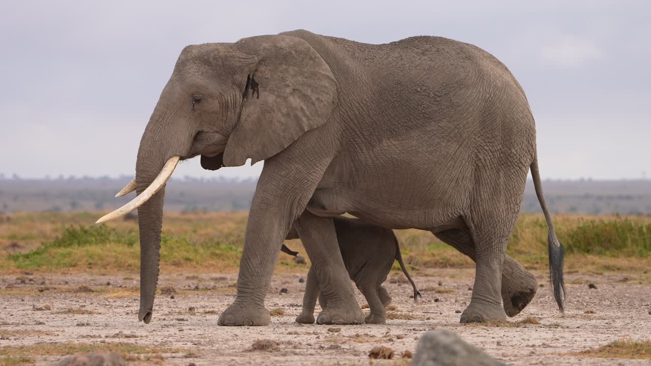 Giganti gentili e cuccioli nel paesaggio africano.