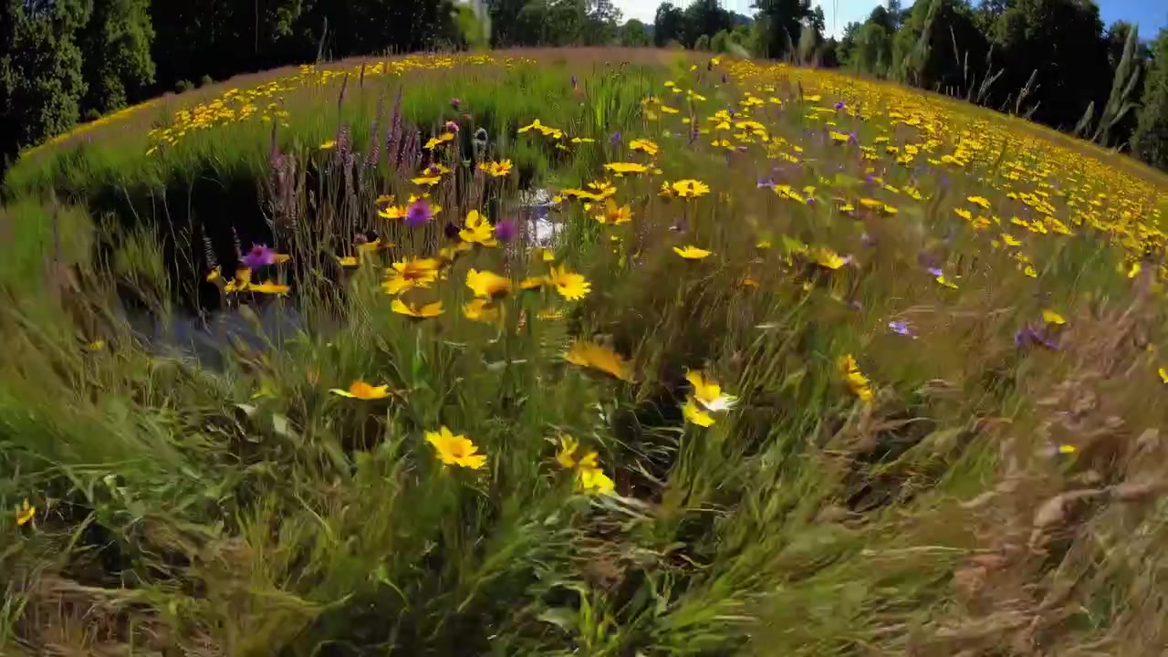 Prato soleggiato con fiori selvatici gialli e viola e ruscello riflettente