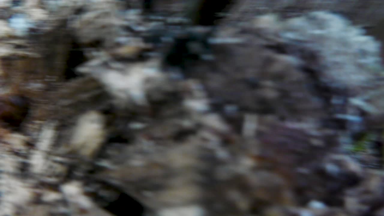 primer plano de madera en descomposición con moho y hongos