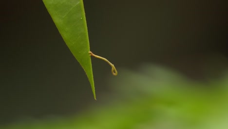 Geometer-Motten-Raupe-Balanciert-Unsicher-Auf-Der-Spitze-Eines-Dschungelblatts