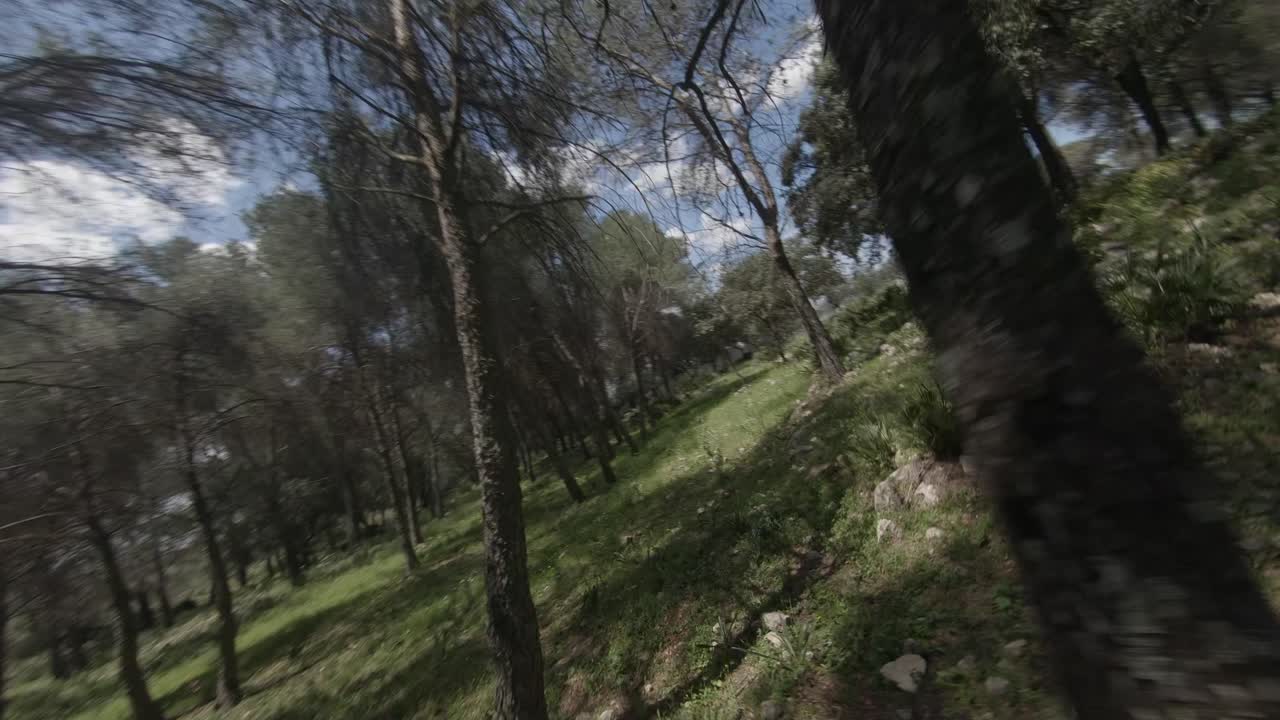 drone fpv sigue a un joven corriendo por un bosque abierto