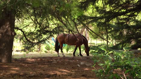 Caballos-Salvajes-Pastando-Bajo-Los-árboles-Durante-El-Día