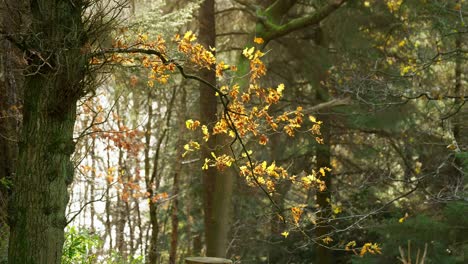 Golden-autumn-leaves-on-a-tree-branch-back-lit-by-the-winter-sun-and-causing-the-foliage-to-glow-bright-yellow