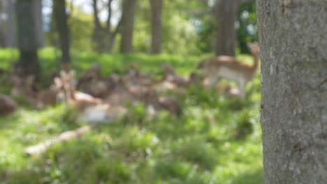 Group-Of-Deers-On-Grass-Relaxing-Under-The-Shade-Of-Tree-On-A-Sunny-Summer-Day-In-Phoenix-Park,-Dublin,-Ireland