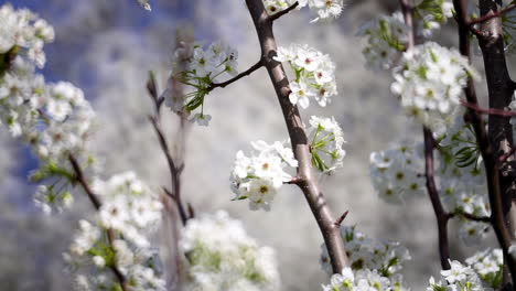 Wilder-Birnenbaum-Blüht