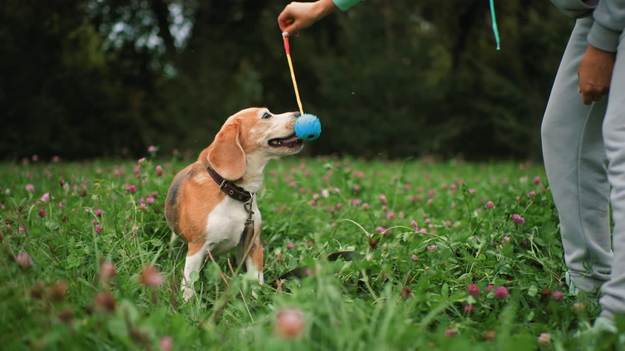 Instructor holding rope tied to rubber ball as german shepherd grabs it with teeth and playfully spins around on lush green field scattered with purple flowers during lively outdoor training session