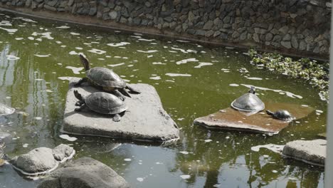 turtles getting sun on rocks in pond, lima peru 4k 24fps- timelapse