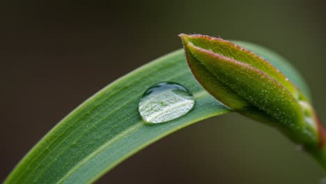a close-up view of a dewdrop on a leafy bud, highlighting the intricate details of nature's beauty in morning light