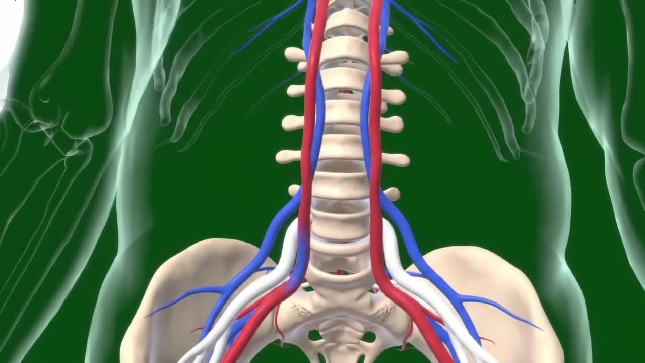 Detailed Visualization of the Human Spine and Surrounding Vasculature with Color-Coded Arteries and Veins for Anatomical Study and Education